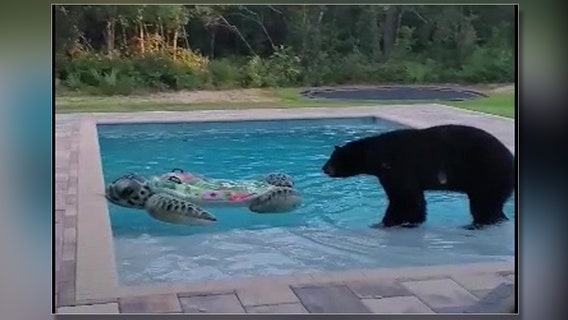 Curious bear takes dip in Citrus County pool