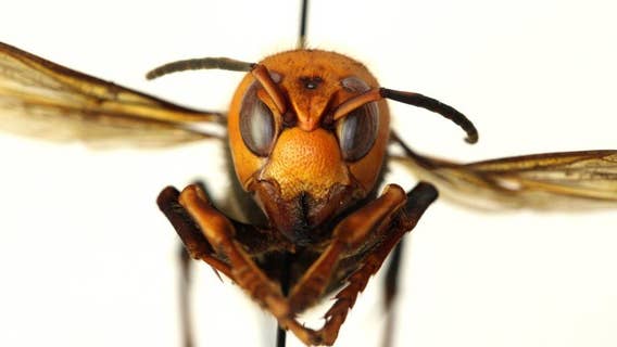 Bug experts dismiss worry about US 'murder hornets' as hype
