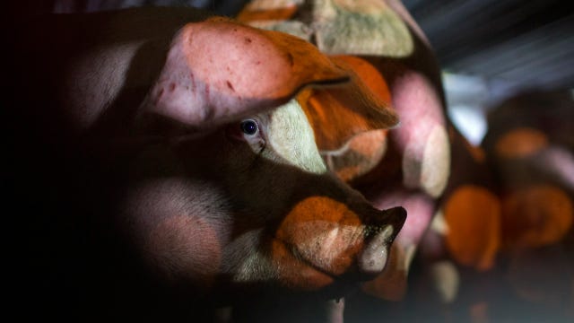 Healthy pigs being killed as meatpacking backlog hits U.S. farms