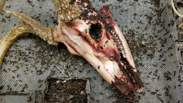 Amid coronavirus, Field Museum’s flesh-eating beetles keep eating