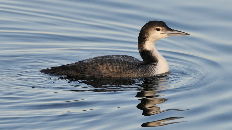 USFWS_COMMON_LOON_2.jpg