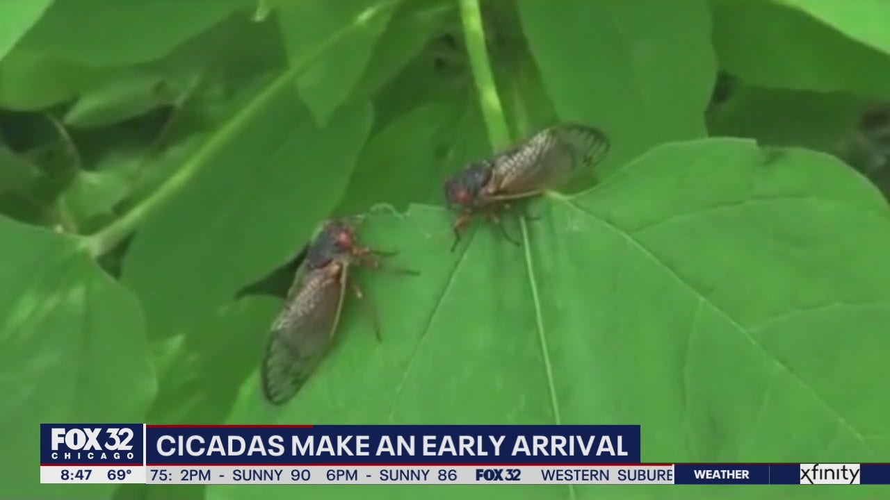 17year cicadas make an early arrival in Illinois FOX 32 Chicago