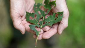 Illinois officials to begin treating for gypsy moths this month