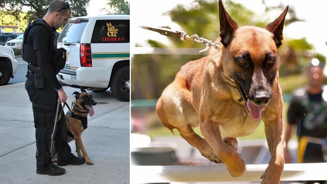 St. Pete's retired K9 'Justice' passes away after years of serving city