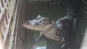 ‘Alex the Alligator’ captured in Lynwood