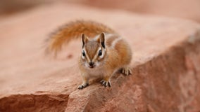 Chipmunks driving people nuts thanks to bumper crop of acorns