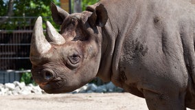 Old, ailing Rhino euthanized at Lincoln Park Zoo