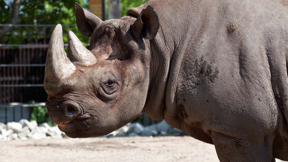 Old, ailing Rhino euthanized at Lincoln Park Zoo