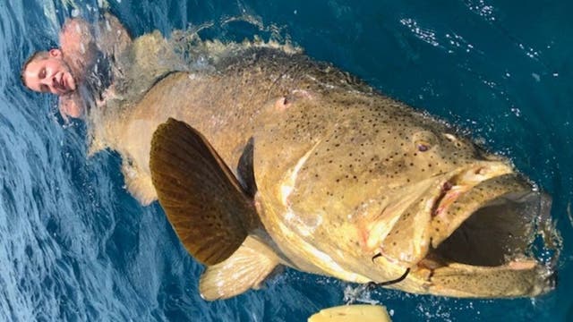 Massive fish pulls 2 Florida anglers off boat and into the water during struggle to reel it in