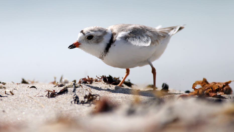 Piping plover