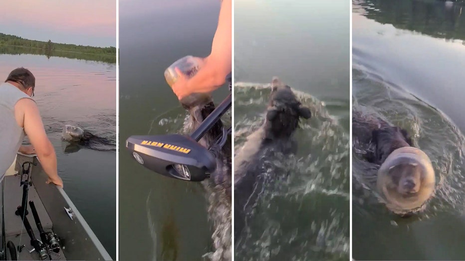 bear gets loose from tub on head storyful wisconsin