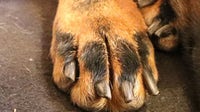 Will County reward rises to $25,000 in dog abuse investigation