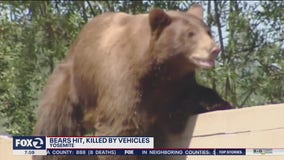 Bears struck and killed by speeding drivers in Yosemite National Park