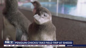 Penguin chicks go on a field trip at the Shedd