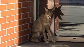 Coyote spotted in Chicago's River North neighborhood