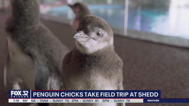 Penguin chicks go on a field trip at the Shedd