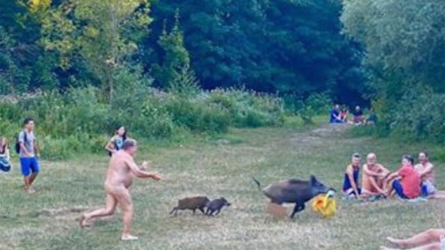 Nudist chases wild boar who snatched his laptop