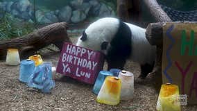 Giant panda twins celebrate birthday at Zoo Atlanta