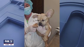 16 French bulldogs from the Middle East found in squalid conditions at O'Hare Airport warehouse