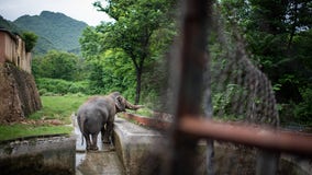 'World's loneliest elephant' living in abysmal conditions gets new chance at better life