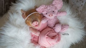 Newborn piglet melts hearts with adorable photo shoot