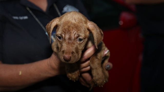 20 neglected dogs found at south suburban home