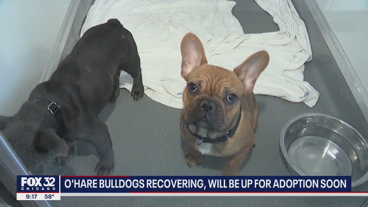 french bulldogs available for adoption