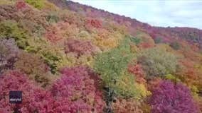 Drone footage shows beautiful fall foliage in Potter County