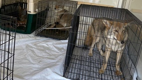 After little girl's arm is bitten off, officials remove wolf-dog hybrids from wildlife rehab