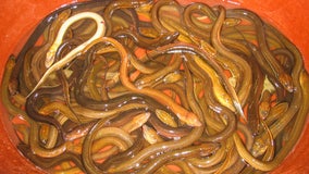 Man illegally dumps bags of eels into pond in New York City, saying 'I just want to save lives'