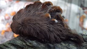 Venomous puss caterpillar sightings in Virginia trigger warning from forestry department