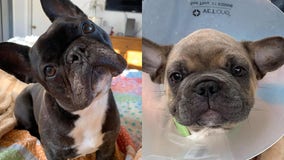 15 French bulldogs found at O’Hare warehouse allowed to stay in U.S.