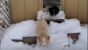 Colorado puppies wander in snow for 1st time