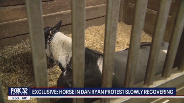 'Nunu' the horse still recovering after Dan Ryan protest: 'Just say prayers for her'