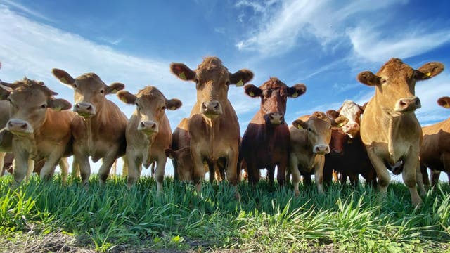 WATCH: Indiana highway stormed by herd of calves after escaping farm