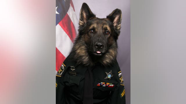 'Handsome dude': Florida K-9 dons uniform, tie for new ID badge