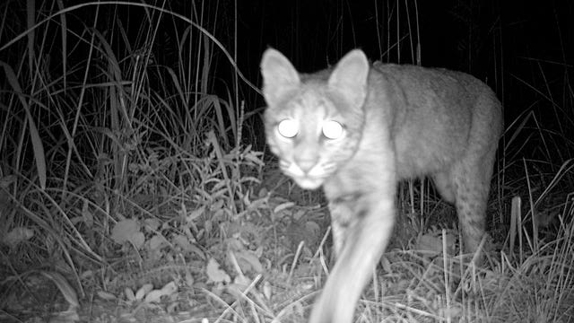 Game cameras capture rare photos of bobcats, possibly mother and kittens, in Will County