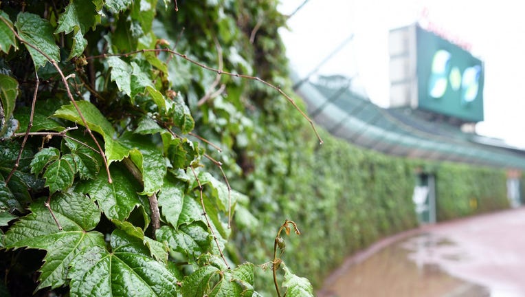 Wrigley Field ivy during a rain storm.