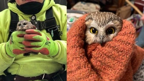 Adorable owl rescued from Rockefeller Christmas tree