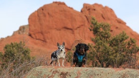 Dachshund rescues family's small dog from mountain lion attack in Colorado