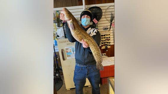Chicago angler hooks state record burbot fish caught in Diversey Harbor