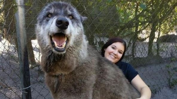 'Giant' Florida wolfdog that went viral has died at 13
