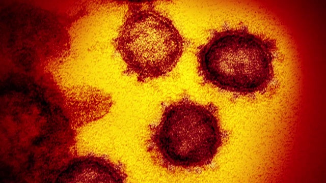 COVID-19 ‘immune memory’ could last at least 6 months, study suggests
