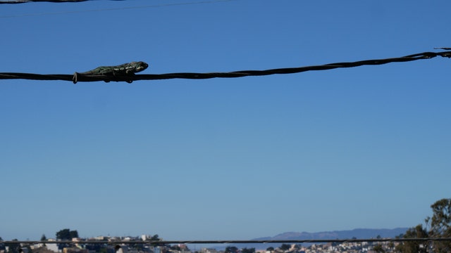 'Poor lizard:' Chameleon stranded for days on a power line in Daly City