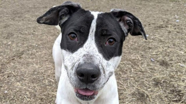 Purina sells insect-based dog, cat food to be more eco-friendly