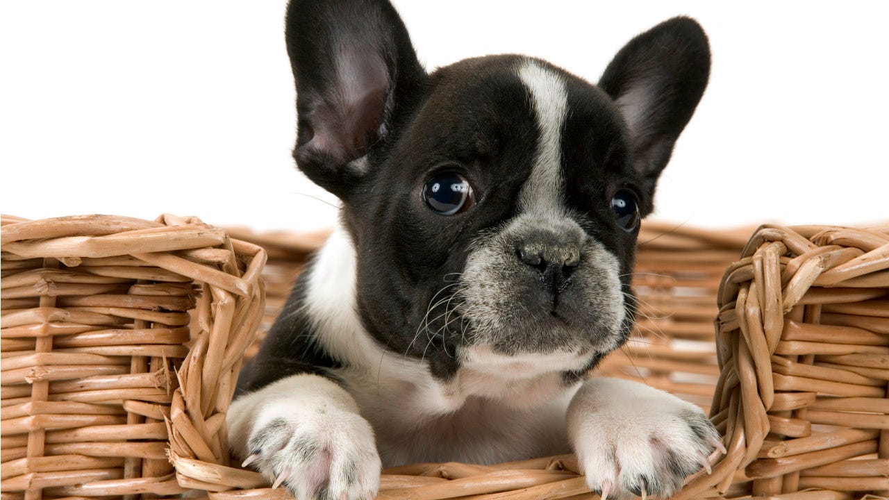 basket of french bulldog puppies