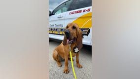 Cook County sheriff’s police K9 finds missing man with autism in suburban Woodridge