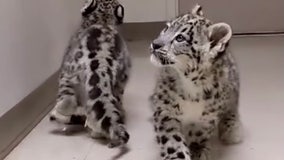 Zoo successfully rehabilitates snow leopard cubs that couldn't walk