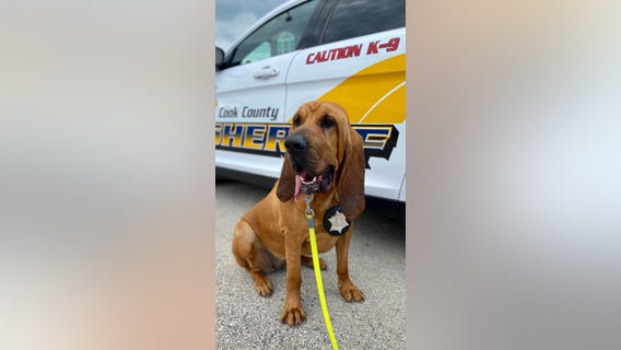 Cook County sheriff’s police K9 finds missing man with autism in suburban Woodridge