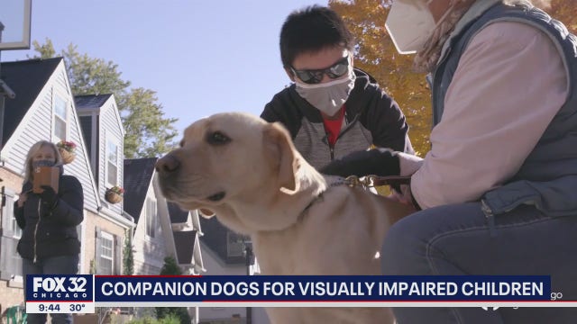Chicago non-profit pairing visually impaired children with companion dogs
